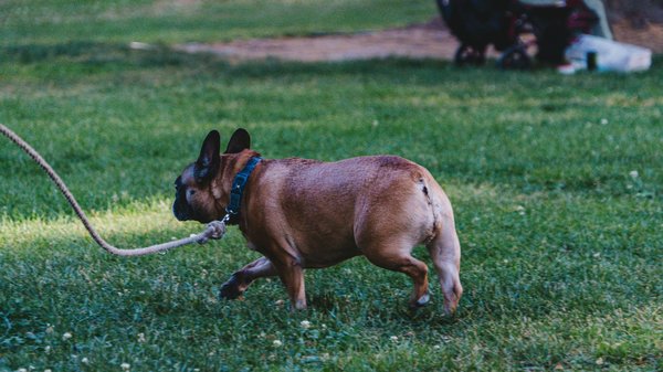 Vital strategies to enhance your cat"s diet and prevent urinary tract infections